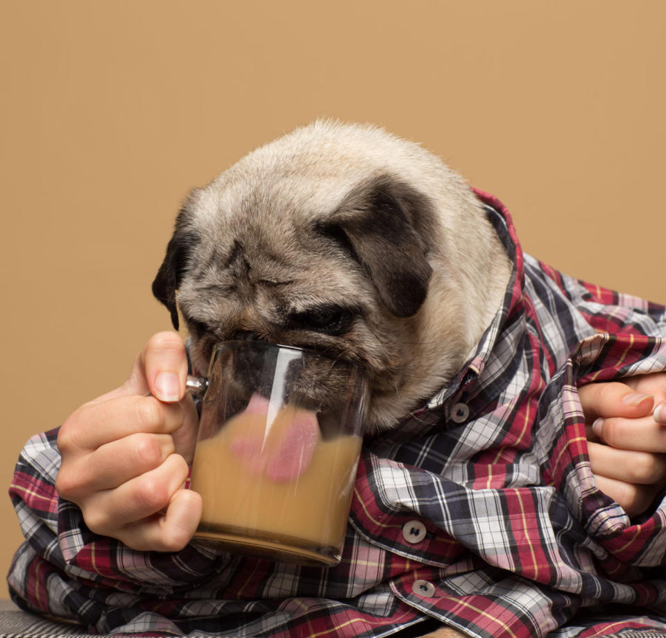 Ferdinando the pug poses for a Rooffee ad. (Photo: Rooffee)