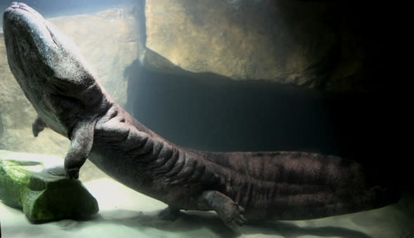 Giant salamander is a hit at London Zoo