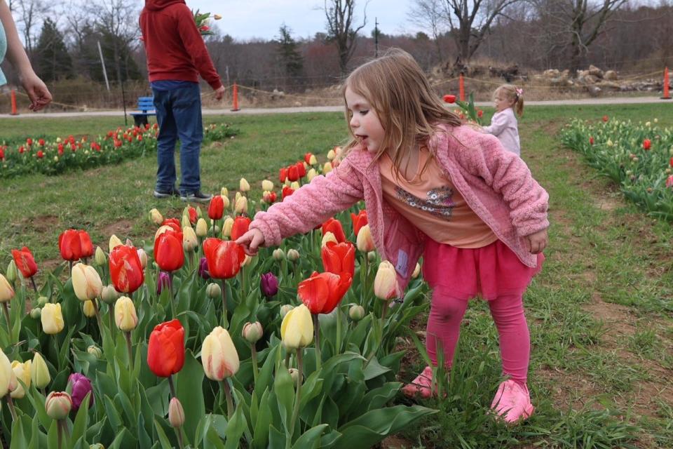 Iliana Ellas picks out the last of her 10 flowers at Wicked Tulips in Exeter on April 6, 2023.