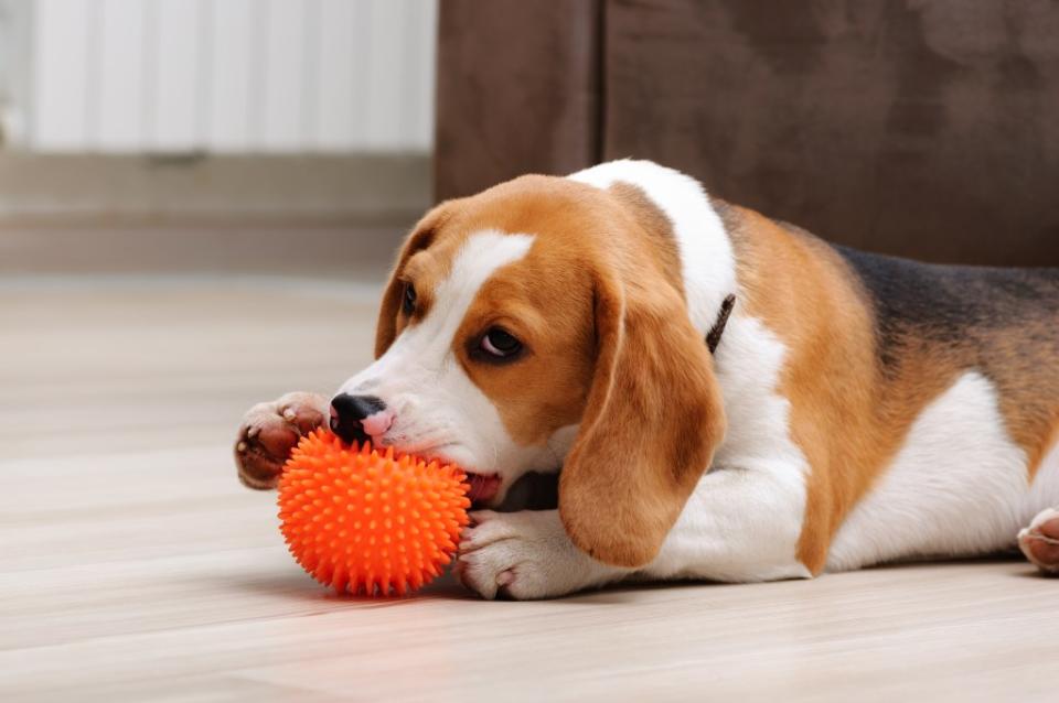 Beagles are famously gentle and good-tempered. Shutterstock