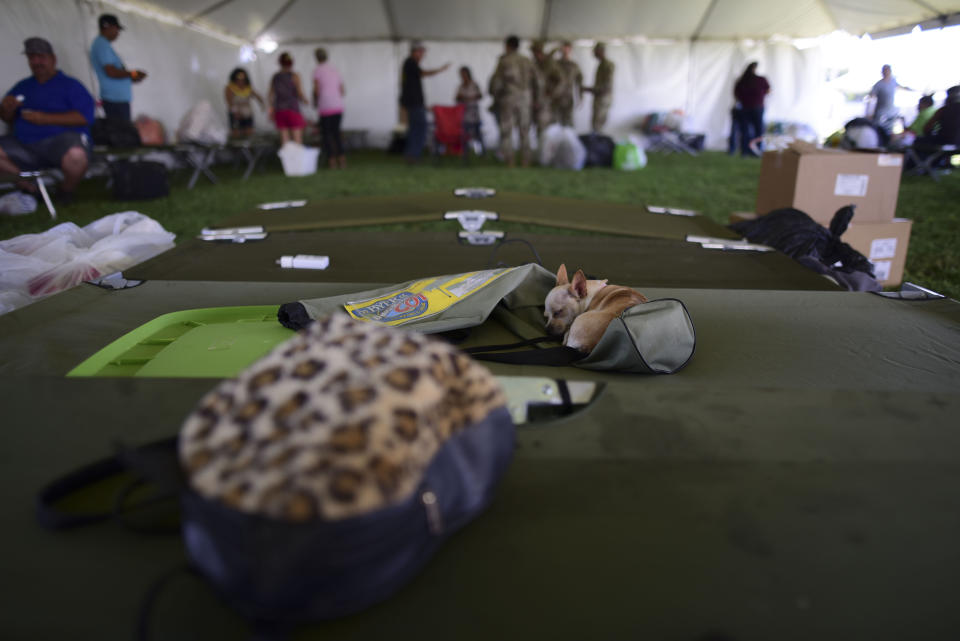 A chihuahua dog sleeps on a cot in a tent city for hundreds of people displaced by earthquakes in Guanica, Puerto Rico, Tuesday, Jan. 14, 2020. A 6.4 magnitude quake that toppled or damaged hundreds of homes in southwestern Puerto Rico is raising concerns about where displaced families will live, while the island still struggles to rebuild from Hurricane Maria two years ago. (AP Photo/Carlos Giusti)