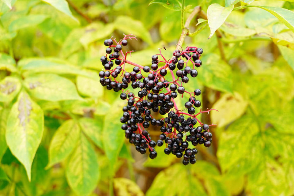 接骨木莓（Elderberry）是歐洲人常用來保健的植物。