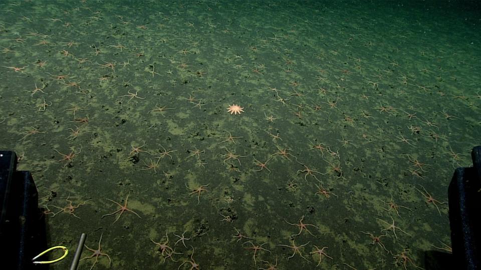 In this photo provided by NOAA Ocean Exploration, a lone sunstar rests among many brittle stars taken from the Okeanos Explorer off the coast of Alaska on July 24, 2023, while exploring the mounds and craters of the sea floor along the Aleutian Islands. The ship, a reconfigured former U.S. Navy vessel run by civilians and members of the NOAA Corps, is specially outfitted with technology and tools needed to access deep into the ocean, and to share that data with the public and on-shore researchers in real-time. (NOAA Ocean Exploration via AP)