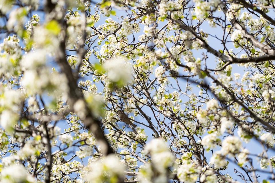 The Bradford Pear, an invasive species is in full bloom Monday, April 10, 2023, in Carmel.