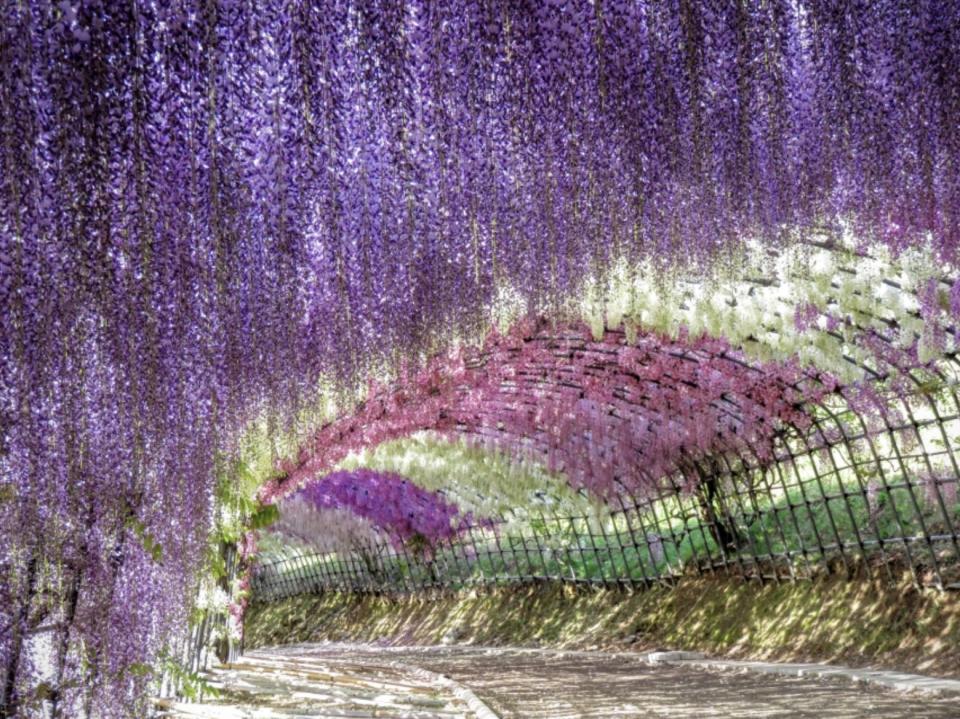 日本旅遊｜福岡紫藤花季必去景點！CNN「日本最美麗地方」河內藤園 110米長夢幻紫藤花隧道＋22種藤花花海