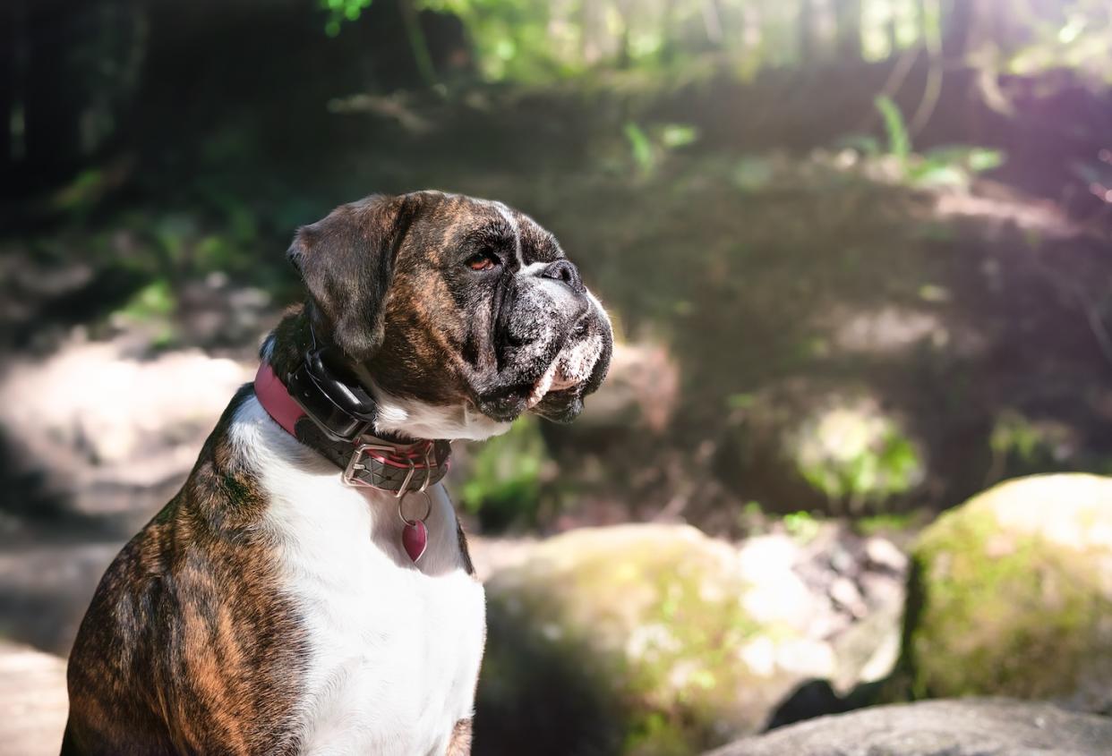 A boxer dog with an electric shock training collar, an example of an aversive animal training device