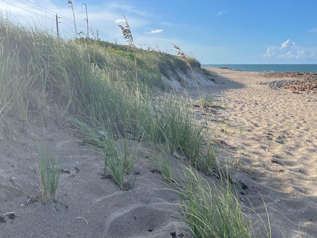 This sand dune on Hutchinson Island, in Southeast Florida, protects homes on the coast from storm surge and flooding.