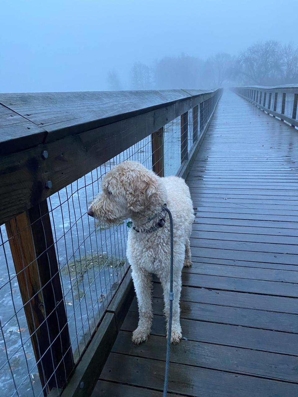 Henry the golden doodle looks out at open water on Christmas Day. This photo was taken on Lake Keller, just north of St. Paul, Minnesota, and the temperature was nearing 50 degrees.