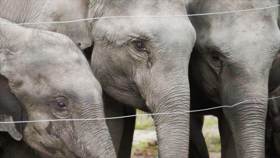 from itv studios paul o’grady’s elephants on itv1 and itvxpictured three orphan elephant calves at the kaziranga centre for wildlife rehabilitation and conservationthis photograph is c itv plc and can only be reproduced for editorial purposes directly in connection with the programme or event mentioned above, or itv plc this photograph must not be manipulated excluding basic cropping in a manner which alters the visual appearance of the person photographed deemed detrimental or inappropriate by itv plc picture desk this photograph must not be syndicated to any other company, publication or website, or permanently archived, without the express written permission of itv picture desk full terms and conditions are available on the website wwwitvcompresscentreitvpicturestermsfor further information please contact petergrayitvcom