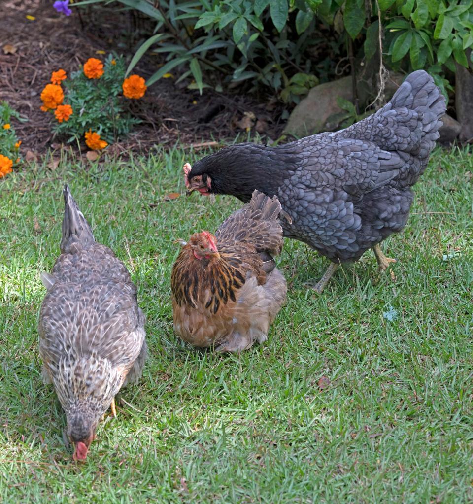 Chickens owned by Holley By The Sea resident Mark and Karen Chapman forage for insects in the couples' yards on Thursday, Oct. 13, 2022. The Holly By the Sea homeowners association is seeking to ban the yardbirds from the neighborhood. 