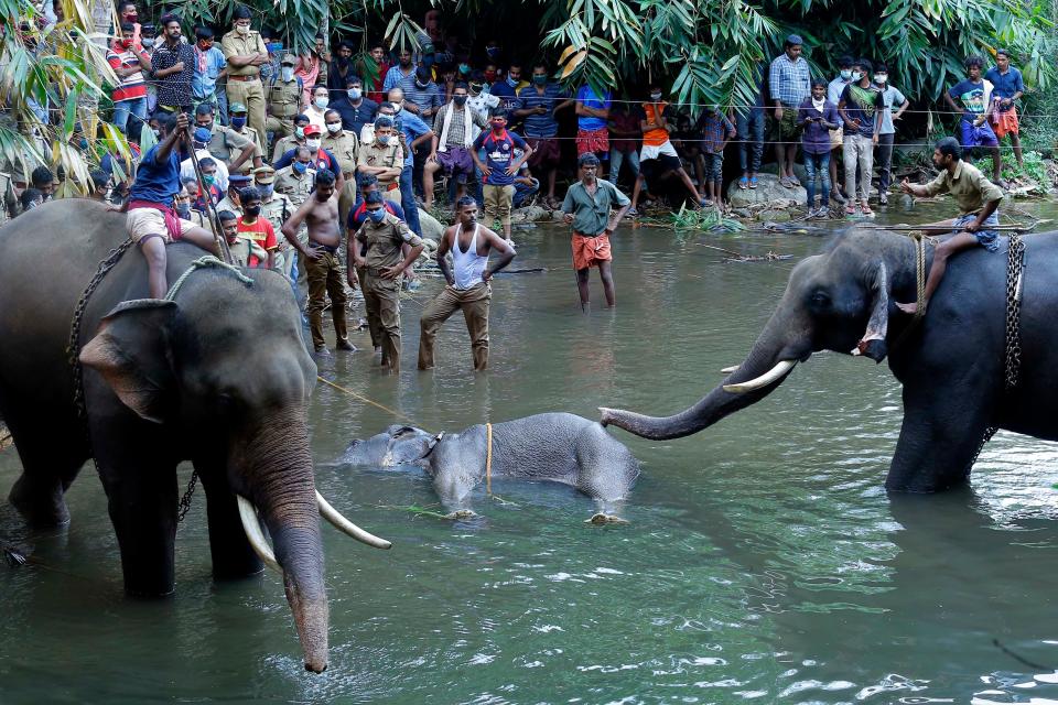 TOPSHOT - This photograph taken on May 27, 2020 shows policemen and onlookers standing on the banks of the Velliyar River in Palakkad district of Kerala state as a dead wild elephant (C), which was pregnant, is retrieved following injuries caused when locals fed the elephant a pineapple filled with firecrackers as it wondered into a village searching for food. (Photo by STR / AFP) (Photo by STR/AFP via Getty Images)