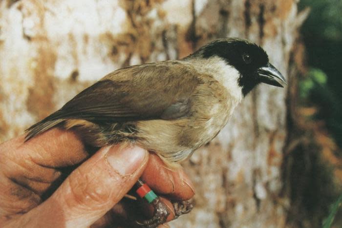 The Hawai'ian Po'ouli or black-faced honeycreeper. You won't see this bird any more, because it is extinct.