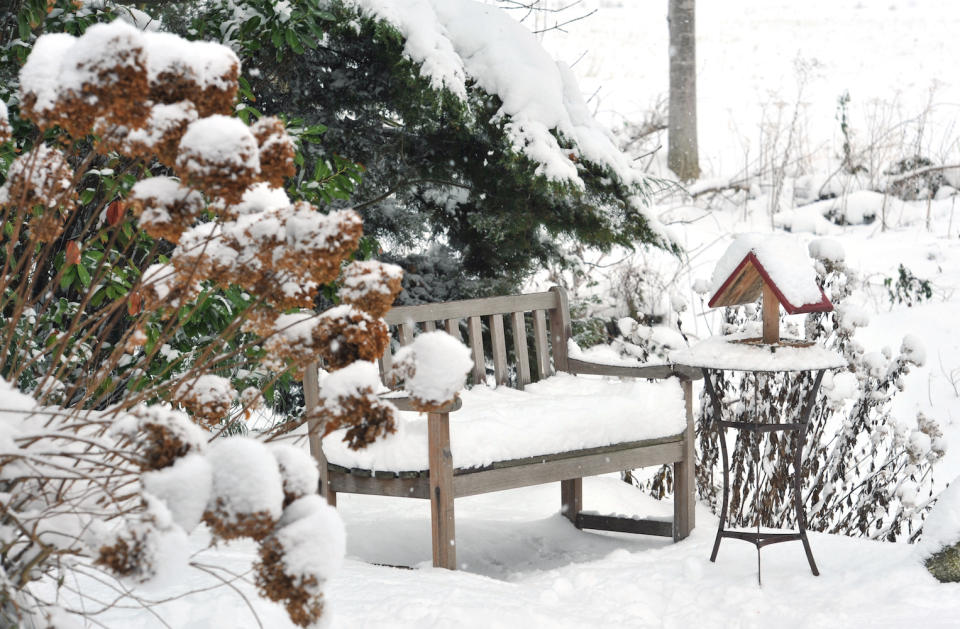 hydrangea bush covered in snow in a winter garden