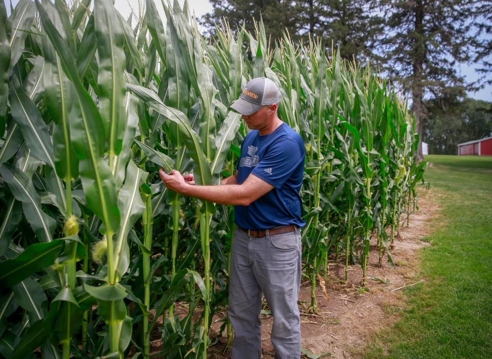 Andy Rahe looks over the corn on July 23, 2022, at the "Field of Dreams" movie site in Dyersville.