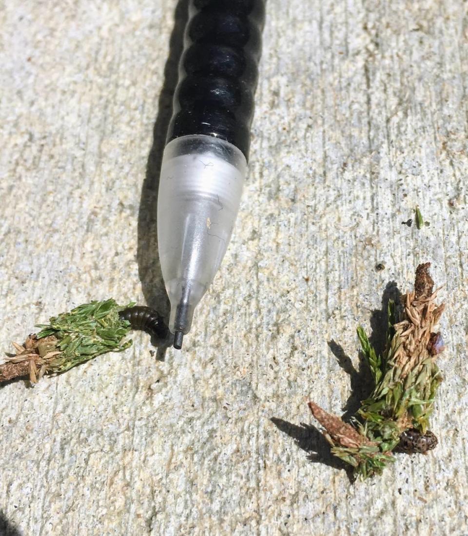 Bagworm eggs hatch in late May through mid-June, starting at about the size of a sharpened pencil tip.