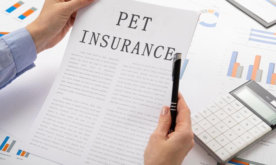 <span>Counting the cost of pet insurance as pet care gets ever more expensive.</span><span>Photograph: Traimak Ivan/Alamy</span>
