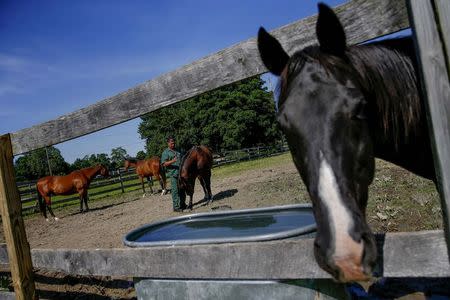 Ross Locascio, an inmate at the State of New York Wallkill Correctional Facility, grooms a retired thoroughbred on a prison farm in Wallkill, New York June 16, 2014. REUTERS/Shannon Stapleton