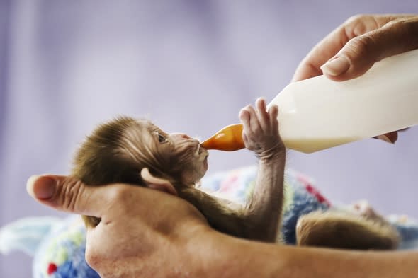 Baby monkey rejected by mum loves his cuddly toy