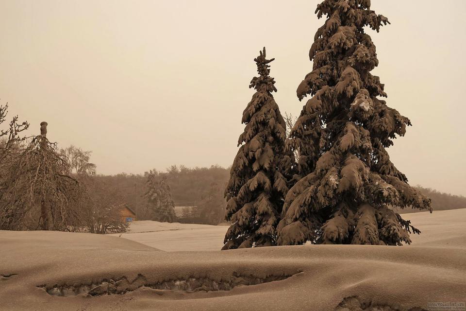 In this photo provided by the Russian Academy of Sciences' Volcanology Institute, volcanic ash covers the ground and trees after the Shiveluch volcano's eruption in Klyuchi village on the Kamchatka Peninsula in Russia, Tuesday, April 11, 2023. The volcano has erupted on Russia's far eastern Kamchatka Peninsula. The eruption early Tuesday of Shiveluch, one of Kamchatka's most active volcanoes, spewed clouds of dust 12 miles into the sky. (Yury Demyanchuk/Russian Academy of Sciences' Volcanology Institute via AP)