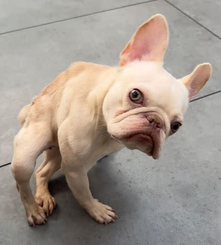 <p>Roadogs Rescue</p> Esmeralda SunPower the French bulldog showing off her "resting grump face"