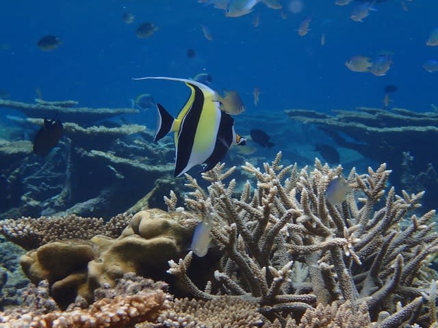 海洋生物也會因缺氧而死亡。(photo by maxpixel)