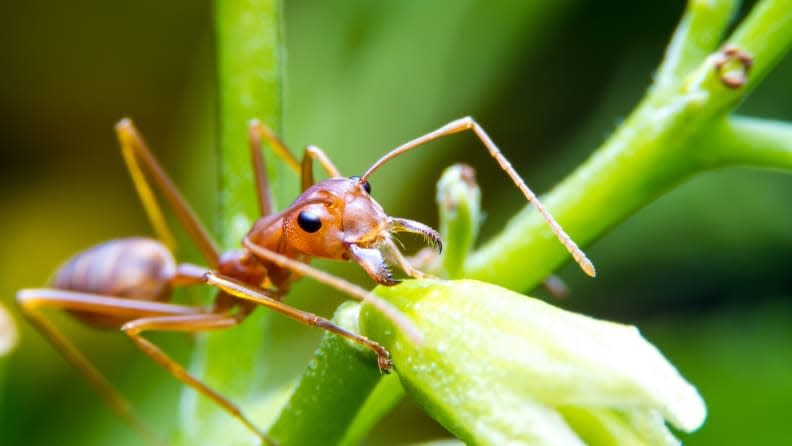 When disturbed, red imported fire ants will work together to bite and sting simultaneously.