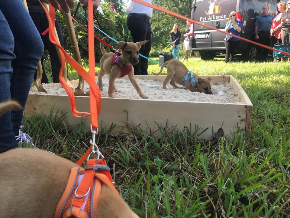 The Pet Alliance had some of its four-legged friends take part in the “First Dig,” to kick off the project.
