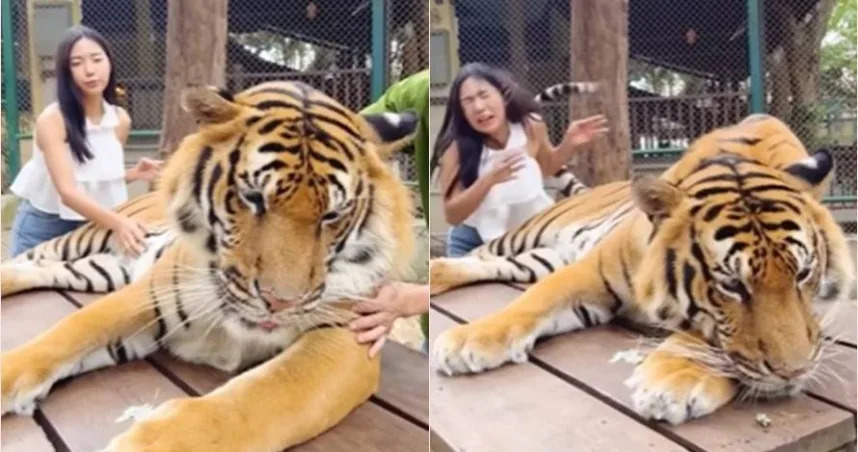 &#x004e00;&#x00540d;&#x006b63;&#x0059b9;&#x005230;&#x006cf0;&#x00570b;&#x0052d5;&#x007269;&#x005712;&#x006478;&#x008001;&#x00864e;&#x00ff0c;&#x00537b;&#x00767d;&#x0076ee;&#x004e00;&#x0076f4;&#x006478;&#x008001;&#x00864e;&#x007684;&#x00809a;&#x005b50;&#x00ff0c;&#x004e8c;&#x005ea6;&#x00906d;&#x008001;&#x00864e;&#x005c3e;&#x005df4;&#x006253;&#x005df4;&#x00638c;&#x003002;&#x00ff08;&#x005716;&#x00ff0f;&#x007ffb;&#x00651d;&#x0081ea;&#x0081c9;&#x0066f8;&#x00ff09;