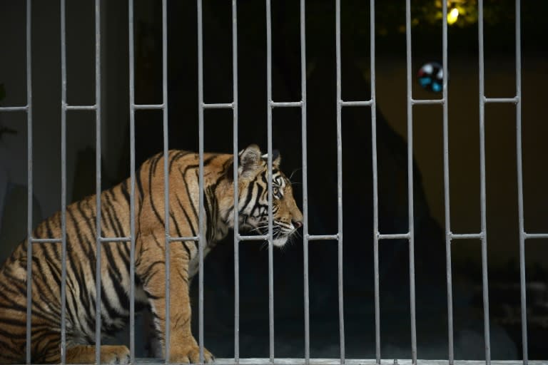 A tiger sits in a cage in a building in the Chinatown quarter in Ton Pheung, a special economic zone set in northwestern Laos along the Mekong river, at the border with Thailand and Myanmar