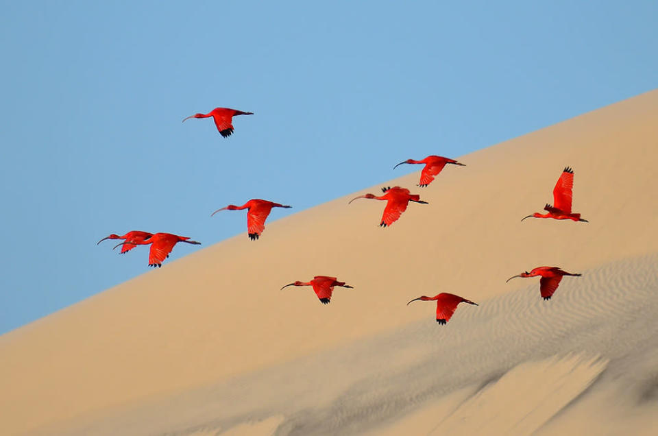 Flight of the Scarlet Ibis 