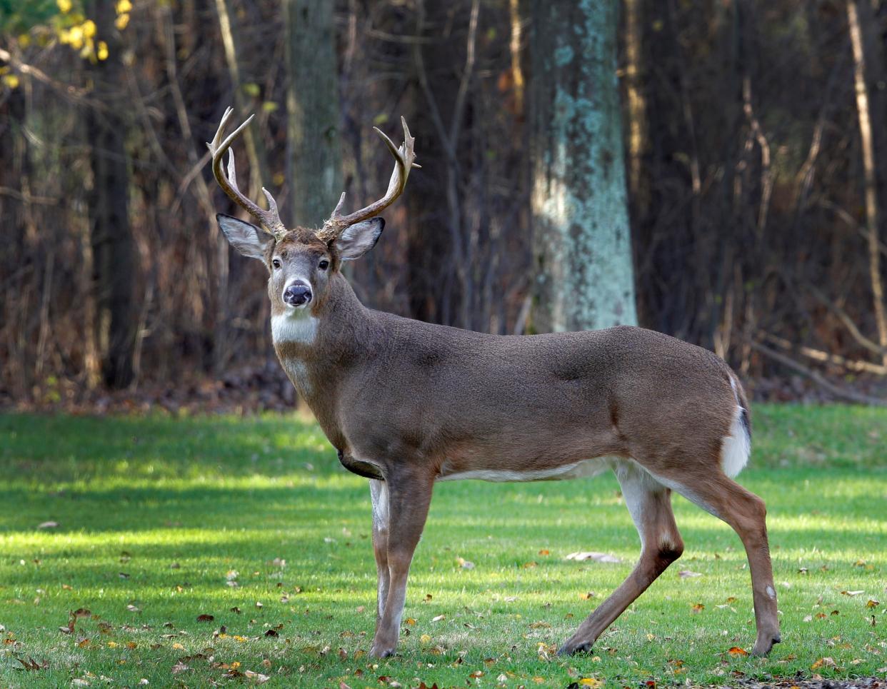 Oklahoma hunters killed 117,638 deer during the 2021-22 hunting season. In this file photo, a mature, white-tailed buck stands alert.