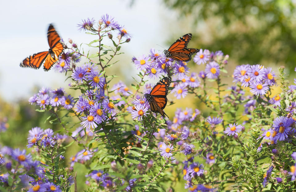 Top 10 des plantes qui attirent les papillons