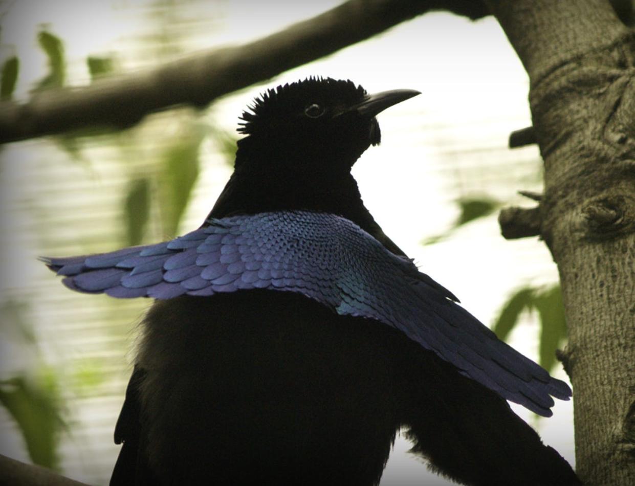 <span class="caption">Super-black feathers on these guys are like looking into a dark cave.</span> <span class="attribution"><a class="link " href="https://www.flickr.com/photos/sdnatasha/4514108926" rel="nofollow noopener" target="_blank" data-ylk="slk:Natasha Baucas;elm:context_link;itc:0;sec:content-canvas">Natasha Baucas</a>, <a class="link " href="http://creativecommons.org/licenses/by-sa/4.0/" rel="nofollow noopener" target="_blank" data-ylk="slk:CC BY-SA;elm:context_link;itc:0;sec:content-canvas">CC BY-SA</a></span>