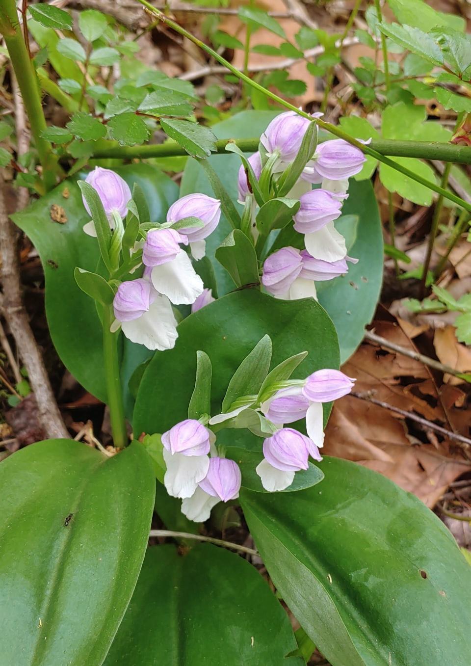 The showy orchis wildflower found in Elkmont in the Great Smoky Mountains is native to much of the eastern United States in areas with rich deciduous forests.