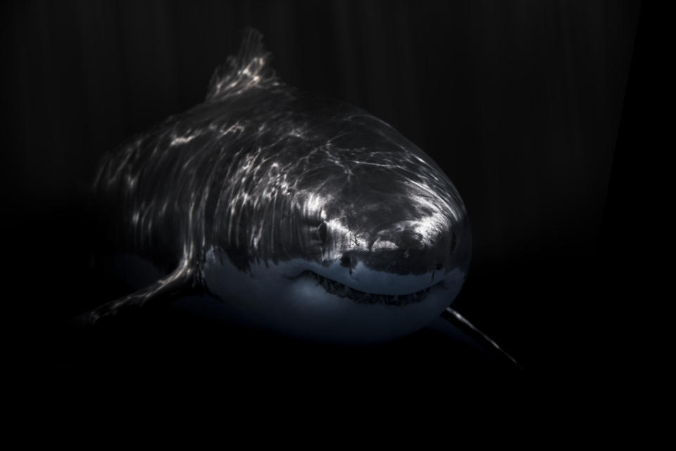 A great white shark swimming in dark waters