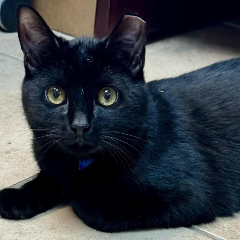 Lindy is a sweet and shy 6-month-old kitten with a heart of gold. While he’s unsure of humans, he absolutely adores other kitties. He’s playful, and loves laser pointers and wand toys. His rough start in life has made him cautious, and children frighten him.