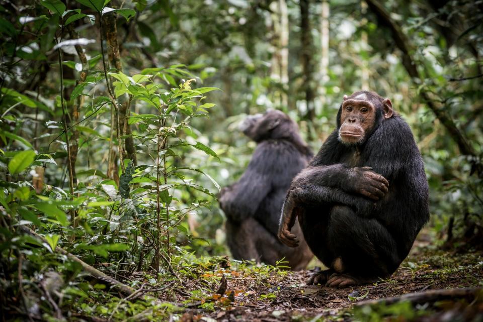 Chimpanzees in Kibale National Park in Uganda.