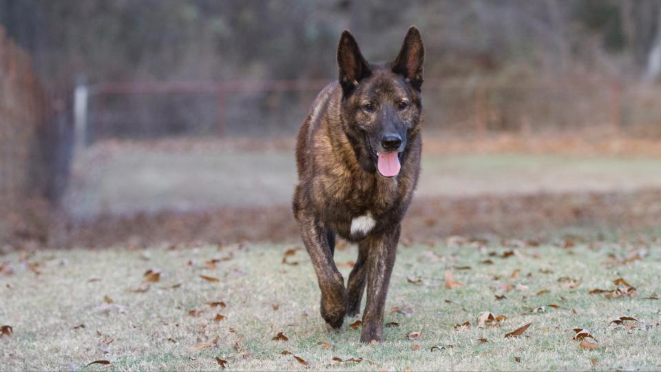 Dutch shepherd dog