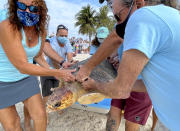 In this photo provided by the Florida Keys News Bureau, Bette Zirkelbach, front left, and Richie Moretti, front right, manager and founder respectively of the Florida Keys-based Turtle Hospital, remove "Sparb," from a transport tub Thursday, April 22, 2021, at Sombrero Beach in Marathon, Fla. The reptile was found off the Florida Keys in late January 2021 with severe wounds and absent a front right flipper. The sub-adult loggerhead sea turtle was not expected to survive but was treated with a blood transfusion, extensive wound care, broad-spectrum antibiotics, IV nutrition and laser therapy. The turtle made a full recovery and was returned to the wild in conjunction with Thursday's Earth Day celebrations. (Andy Newman/Florida Keys News Bureau via AP)