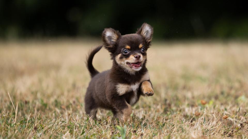 Chihuahua