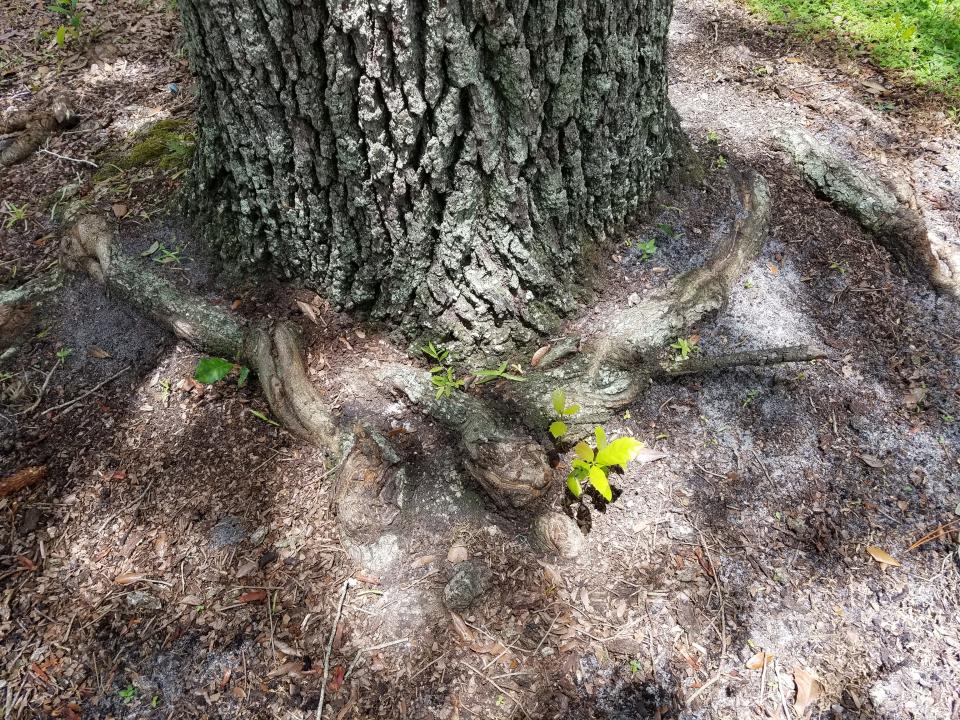 Call in a certified arborist if you find a root girdling a large tree in your yard.