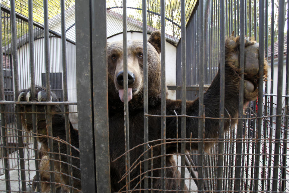 Oft wären Bären nicht artgerecht gehalten, müssen wie hier in einem Zoo im rumänischen Onesti in kleinen vergitterten Gehegen leben. (Bild: REUTERS/Bogdan Cristel)