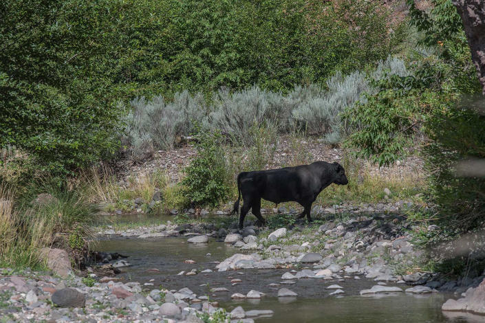 In this photo provided by Robin Silver, a feral bull is seen along the Gila River in the Gila Wilderness in southwestern New Mexico, on July 25, 2020. U.S. forest managers in New Mexico are moving ahead with plans to kill feral cattle that they say have become a threat to public safety and natural resources in the nation's first designated wilderness, setting the stage for more legal challenges over how to handle wayward livestock as drought maintains its grip on the West. (©Robin Silver/Center for Biological Diversity via AP)