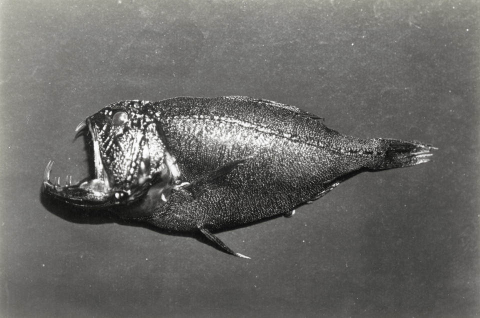 This image shows a common fangtooth or ogrefish collected during 'Discovery Investigations II 1926-7', circa 1926.