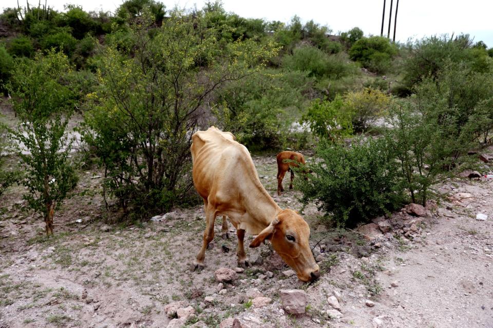 A malnourished cow forages for food