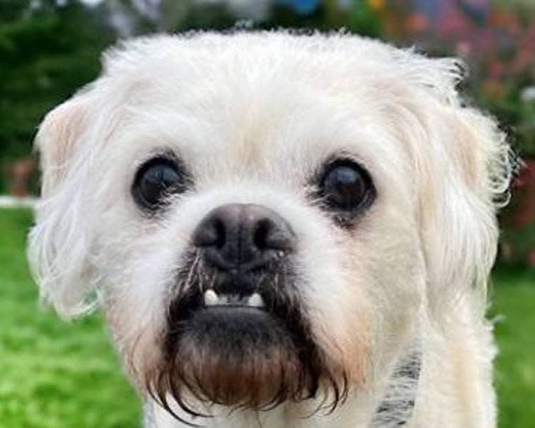 The Taunton Animal Shelter Pet of the Week is Miley, a female terrier mix who is about 5 years old.