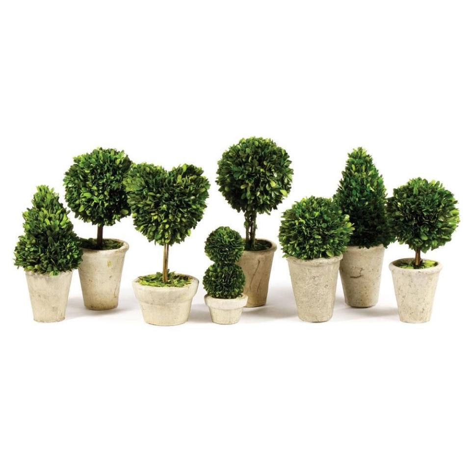 11) Boxwood Topiary Set