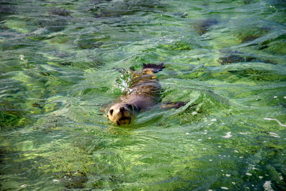 Sea lion at Baird Bay in Eyre Peninsula, South Australia.