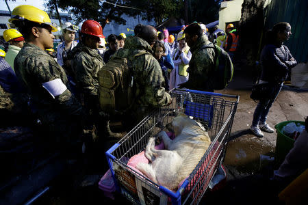 Navy officers take care of rescue dog Frida as she rests on a shopping cart after an earthquake in Mexico city, Mexico September 22, 2017. REUTERS/Jose Luis Gonzalez