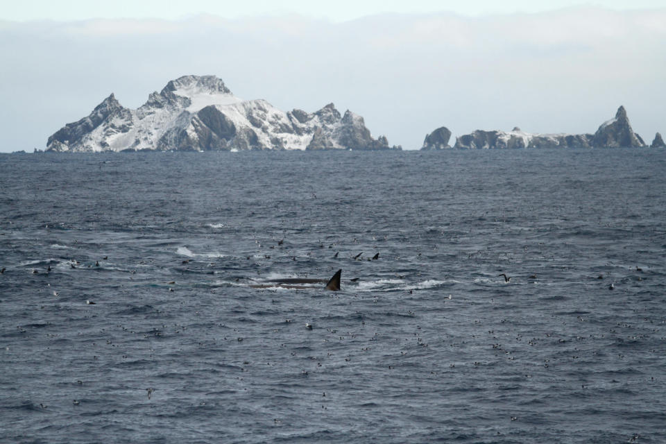 Fin whales feeding at the northern coast of Elephant Island, Antartica (Sacha Viquerat)